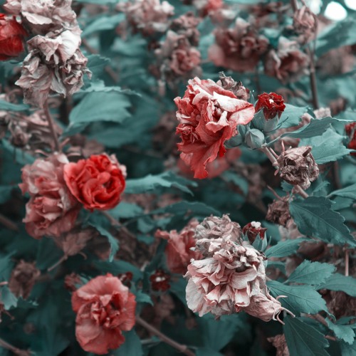 Bahram-Gozaar